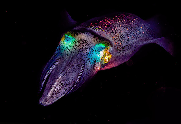 Squid P5030383