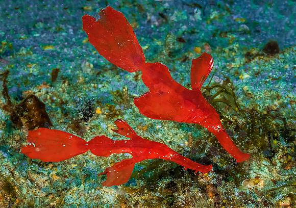 Ghost Pipefish P5050664