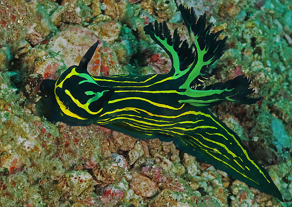 Nudibranch P5070131
