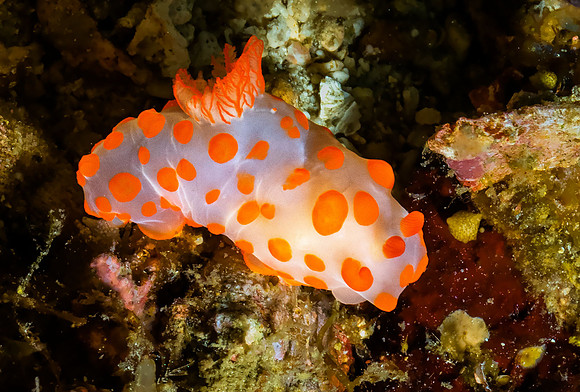 Nudibranch P5050597