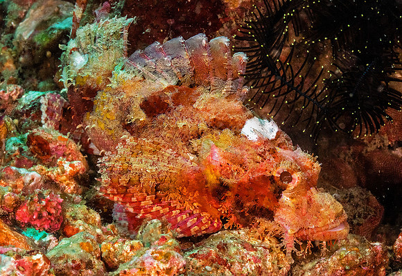 Scorpionfish P5070117