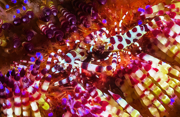 Coleman Shrimp on Fire Urchin P5050589