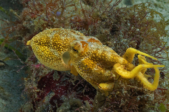 Cuttlefish P5080207