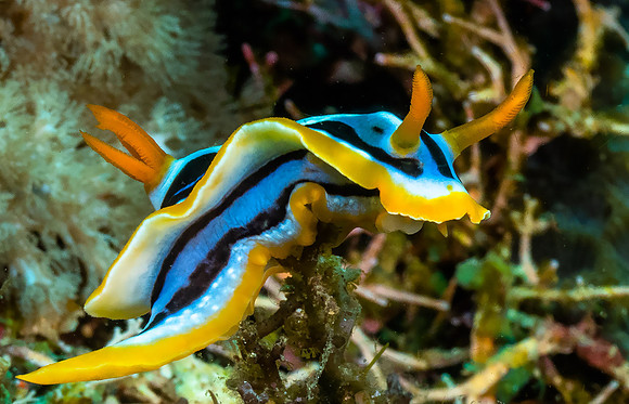 Nudibranch P5050680