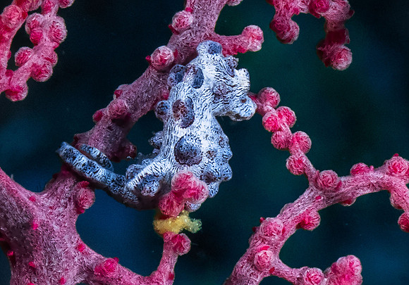 Pygmy Seahorse P5050622