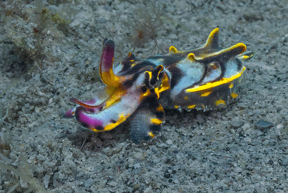 Flamboyant Cuttlefish P5080221