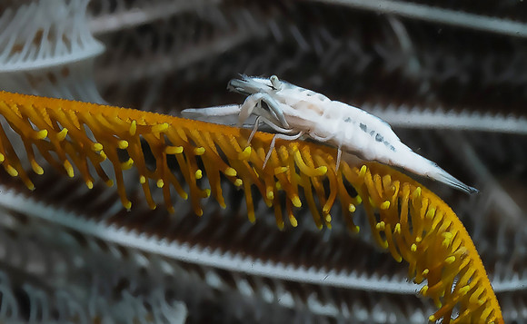 Crinoid Shrimp P5080163