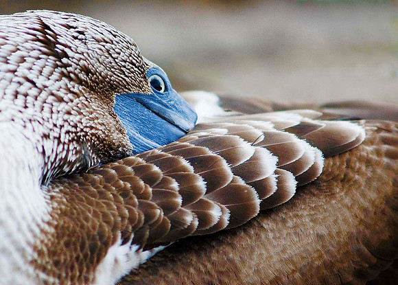 Blue Footed Boobie 3883