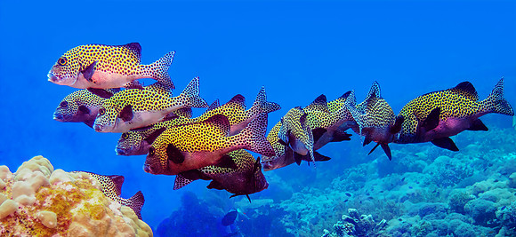 Sweetlips P4290173
