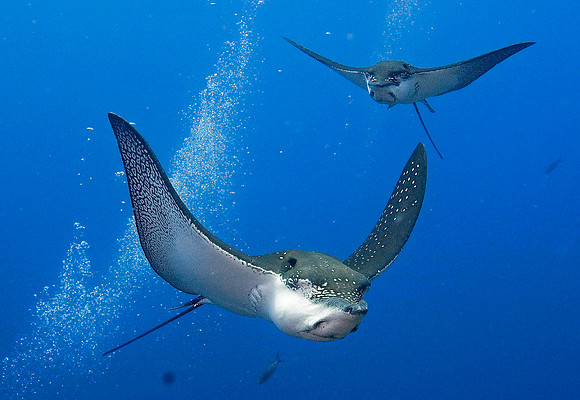 Spotted Eagle Rays 5024