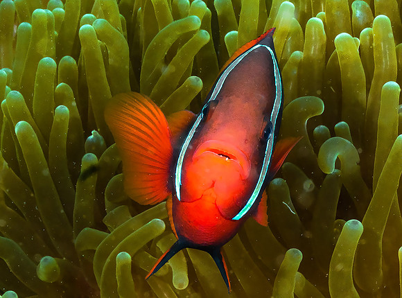 Anemonefish P5040517