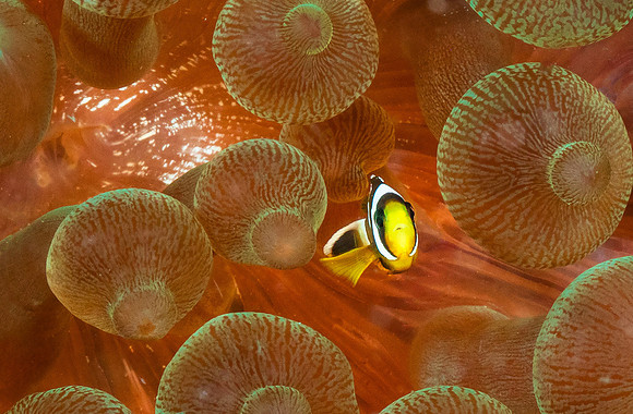 Anemonefish P5040506