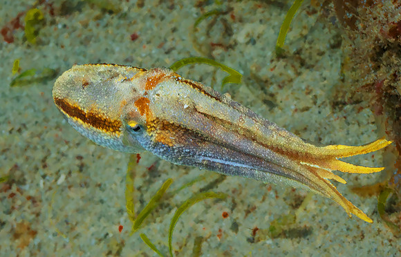 Squid P5080206
