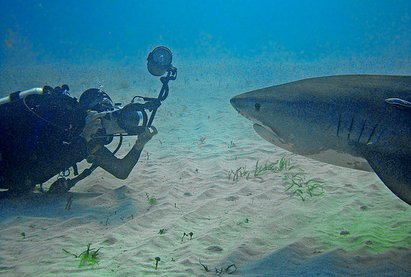 Tiger Shark - the photographer with Tiger Shark