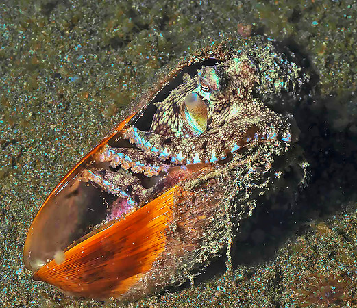 Octopus 5030360new