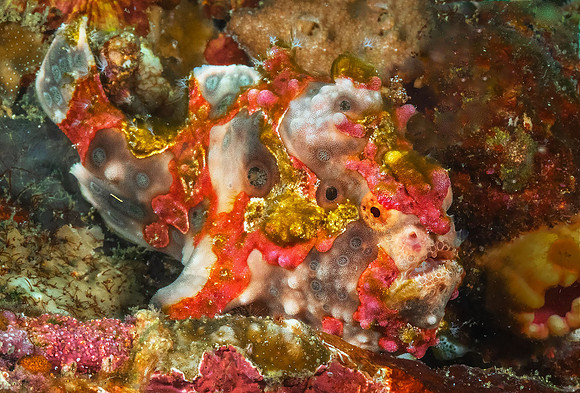 Warty Frogfish P5070064