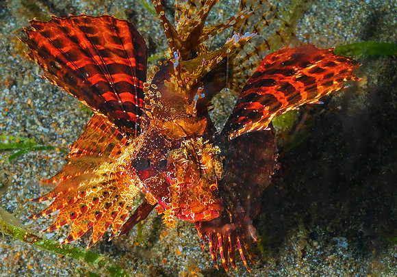 Pygmy Lionfish P5030403