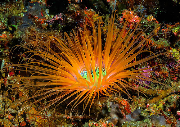 Anemone P5050591