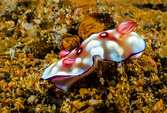 Nudibranch P5040436