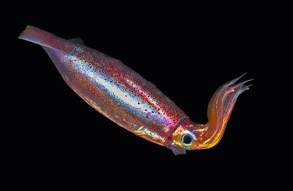 Squid P5040540