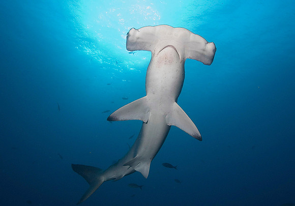 Scalloped Hammerhead Shark 4051