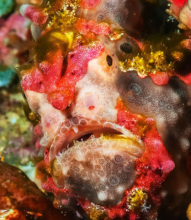 Warty Frogfish P5070076