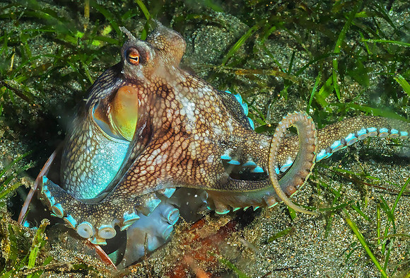 Octopus P5030334