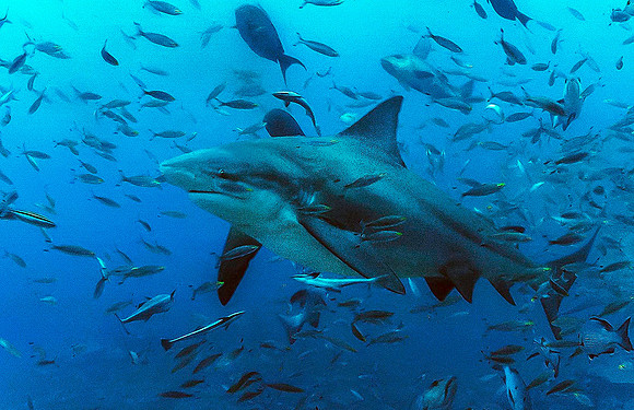 Bull Shark 5093