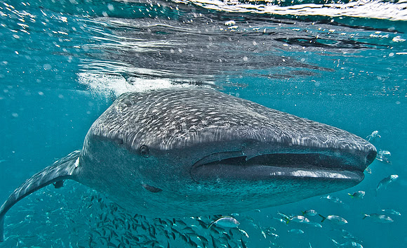 Whale Shark 0075