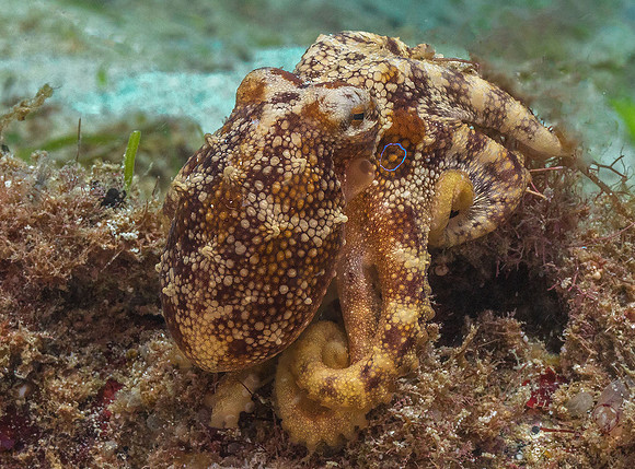 Ocellated Blue-ringed Octopus P5080197