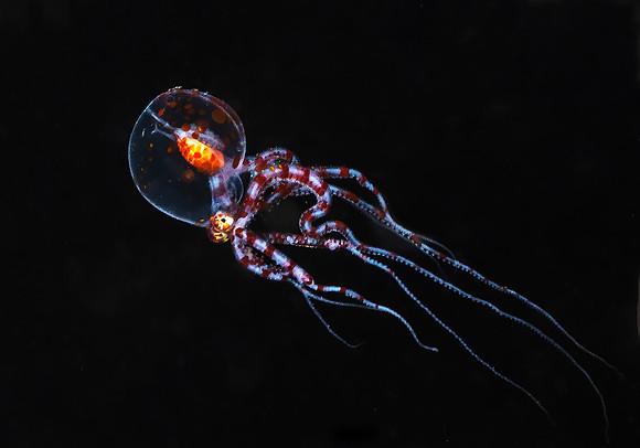 Juvenile Wunderpus P5040558