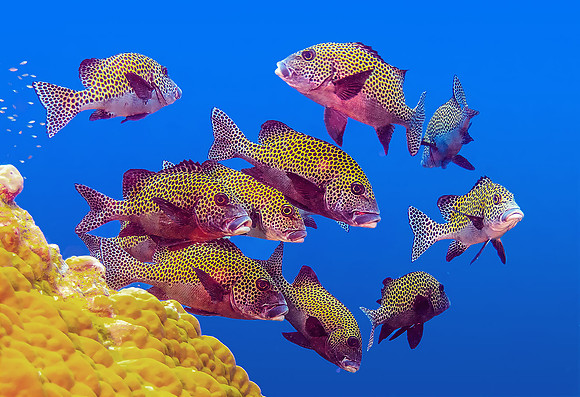 Sweetlips P4290176