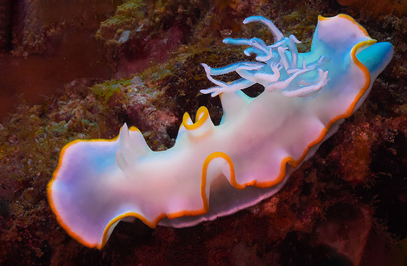 Nudibranch P5070145