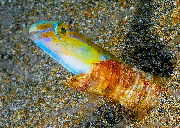 Blenny P5050014