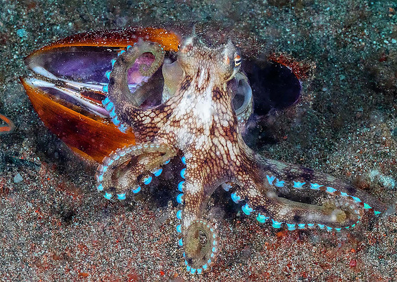 Octopus P5050036