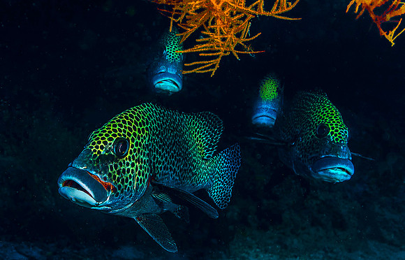 Sweetlips 4919