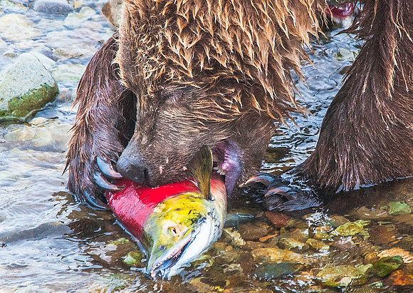 Brown Bear with newly caught Sockeye Salmon, Katmai 6171