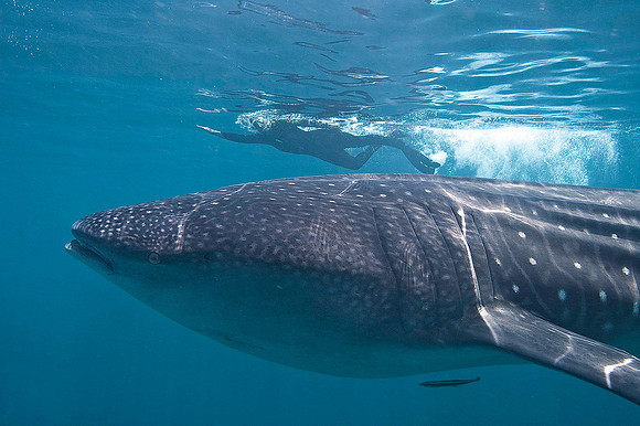 Whale Shark 0033