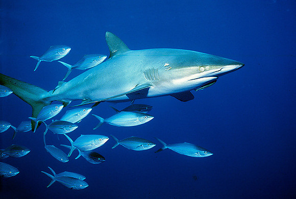 Dusky Shark, with Rainbow Runner, near San Benedicto Island 04-3