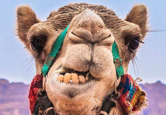 Wadi Rum 06396