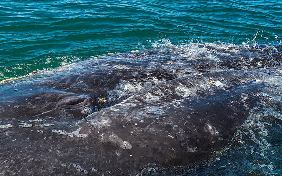 Gray Whale 3060057