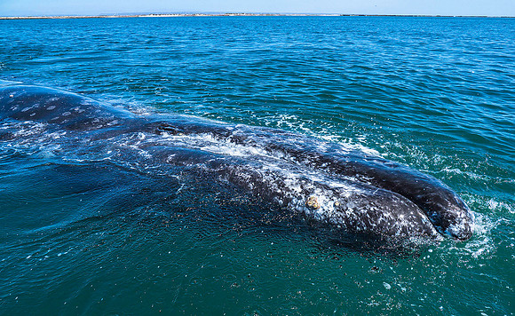 Gray Whale 3060046