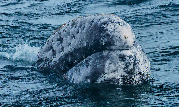 Gray Whale 3080389