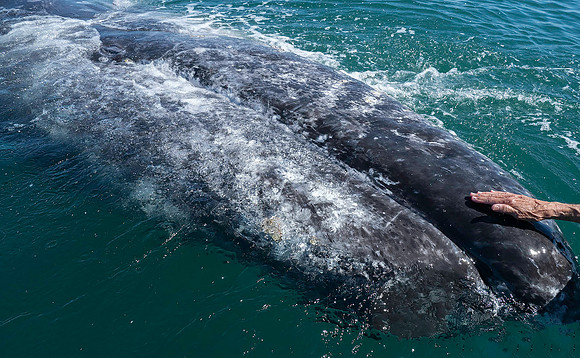 Gray Whale 3060041