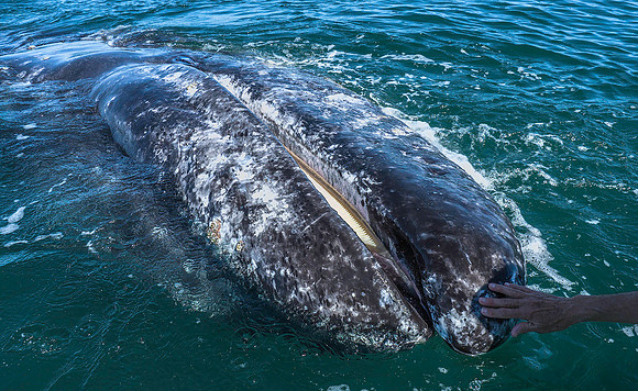 Gray Whale Baleen 3060049
