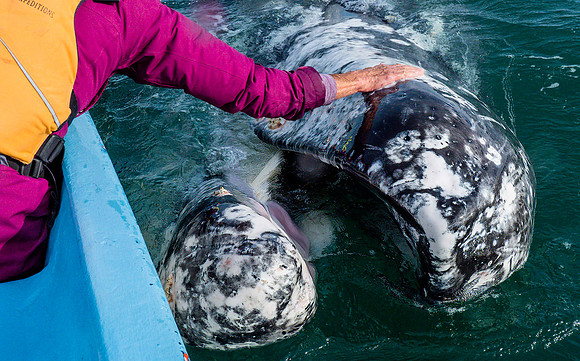 Gray Whale Baleen 3090549
