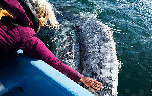 Gray Whale 3090492