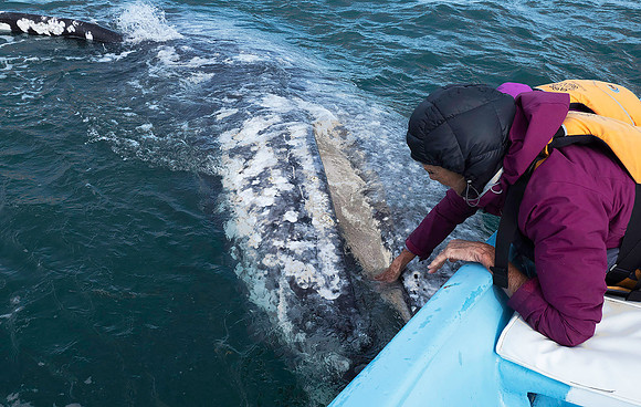 Gray Whale 3090576