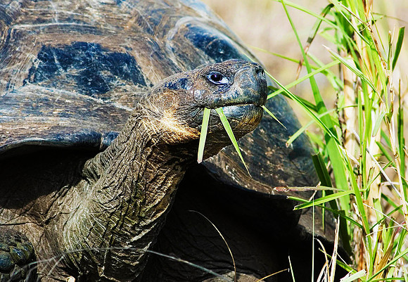 Giant Tortoise