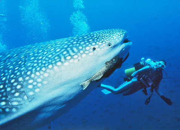 Whale Shark 3